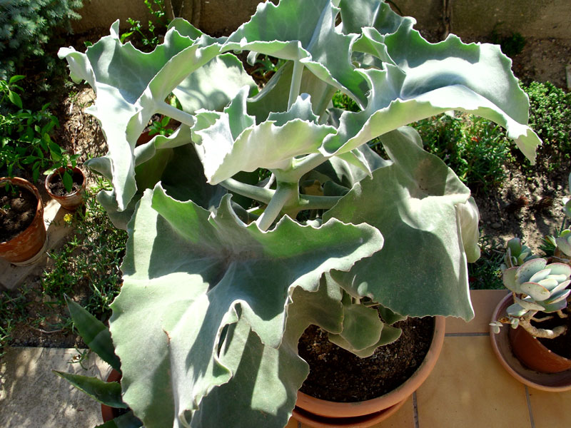 planter un kalanchoe